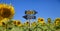 2021 and 2022 road signs in the sunflower garden.