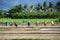 2023-01-01:Lampang Thailand:Many farmers helping to grow rice on a large rice field with bluesky and mountains as background