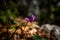 2023 7 30 Val Fredda Cyclamen purpurascenes 2.jpg