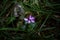 2023 7 30 Val Fredda Cyclamen purpurascenes.jpg