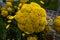 2023 8 6 Rotzo Achillea filipendulina.jpg