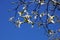 213Chorisia Insignis tree against a blue sky.