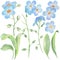 2167 forget-me-nots, set of watercolor drawings, flowers and leaves of forget-me-nots