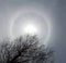 22 degree halo ring around the sun and a tree