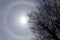 22 degree halo ring around the sun and a tree