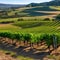 225 A charming countryside vineyard with rolling vineyards, wine tastings, and scenic picnic areas, inviting visitors to savor t