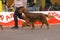 22th INTERNATIONAL DOG SHOW GIRONA 2018,Spain