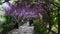 23 April 2018: The famous wisteria tunnel at Bardini garden in Florence, Italy. Full bloomed purple wisteria.