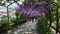 23 April 2018: The famous wisteria tunnel at Bardini garden in Florence, Italy. Full bloomed purple wisteria.