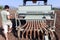 24-08-2021 Dewas, Madhya Pradesh, India, Garlic sowing by tractor, the process of planting garlic cloves in the field. The concept