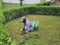 24 November, Kishanganj, Bihar, India- A gardener manually cutting grass with a sickle knife during day time to make the grass