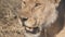 240p slow motion close up of a lioness panting at serengeti national park