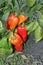 25/5000 vyrastit` pertsy neprosto to grow peppers is not easy