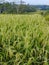 25 June 2023 : Landscape Rice field in Bali, Indonesia. Rice are growing.