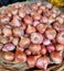 25 Sep 2020, Dhaka, Bangladesh. Fresh onion are displayed for sale in a local market in dhaka, bangladesh.