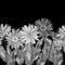 2535 background, seamless background, border with chamomile flowers, gerberas, vector illustrations in monochrome gray