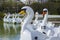 26 April 2018 Bangor Northern Ireland. Swan themed pedalos for hire in the popular Pickie Centre empty on a cool spring morning