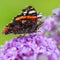265/365 - Red Admiral