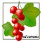 280 currants, vector illustration, isolate on a white background