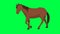 2D cycle of a horse walking. Green screen Chroma key.