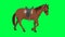 2D cycle of a horse walking. Green screen Chroma key.