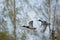 2male mallards flying side by side