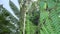 3 in 1. Vertical Video for Social Media Applications on Mobile Devices. Green Giant Fern Leaves in Tropcial Rainforest