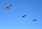 3 Albatross flying in formation in blue skies above a California beach.