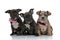 3 American bully dogs with pink and red bowties sitting