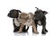 3 American bully dogs sitting and standing together looking curious