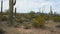 3 axis gimbal shot walking towards saguaro cactus in organ pipe cactus national monument near ajo in arizona