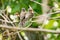 3 baby birds sitting on a branch waiting to be fed
