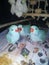 3 Baby Teal Blue Ringnecks all from same clutch