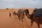 3 beautiful camels walking in the Sahara Desert, Morocco.