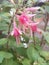 3 beautiful pink flowers on a leafy stem