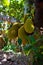 3 big fruits of the Jackfruit tree (Artocarpus heterophyllus)