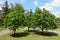 3 blossoming trees of Sorbus aria in May