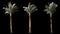 3 blowing on the wind beautiful green full size real tropical palm trees