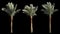 3 blowing on the wind beautiful green full size real tropical palm trees