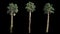 3 blowing on the wind beautiful green full size real tropical palm trees