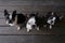 3 boston terrier dogs sit on wood floor and look at camera