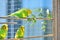 3 Budgies enjoying eucalyptus leaves