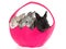 3 Bunnies in pink basket