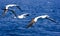 3 Caribbean Booby gulls flying high