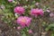 3 cerise pink flowers of China aster in September