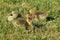 3 Chicks of Canadian Goose sitting in the grass and squinting from sun. One with open eye, two with closed eyes. Close up view.