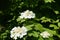 3 corymbs of white flowers of Viburnum opulus in May