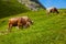 3 cows grazing on green alpine pasture