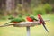 3 Crimson Rosella Feeding