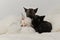 3 cute black white grey devon rex baby cat sleep together, so tinny kitty